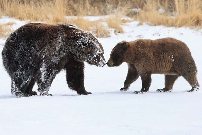 Private Whittier Cruise Transit Tour With AWCC - The Real Traveler Perspective