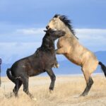 Private Wild Horse Photo Safari from Tooele - What to Expect During the Experience