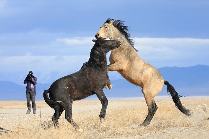 Private Wild Horse Photo Safari from Tooele - What to Expect During the Experience