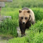 Private Wildlife, Glacier & Gold Panning (Panoramic Van  Max 9) - Is the Price Worth It?