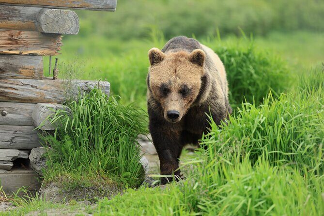 Private Wildlife, Glacier & Gold Panning (Panoramic Van  Max 9) - Is the Price Worth It?