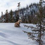 Private Wildlife Hiking Tour in Rocky Mountain National Park - Who Would Love This Tour?
