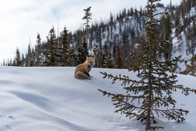 Private Wildlife Hiking Tour in Rocky Mountain National Park - Who Would Love This Tour?