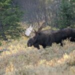 Private Wildlife Safari from West Yellowstone with Lunch - Who Should Consider This Tour?