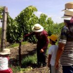 Private wine tasting & wine pairing tours - The Wineries: Why the Choice Matters