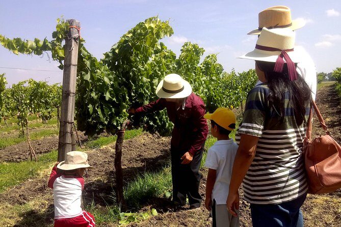 Private wine tasting & wine pairing tours - The Wineries: Why the Choice Matters