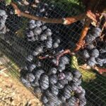 Private wine Tours- Toronto To Niagara-on-Lake - FAQs