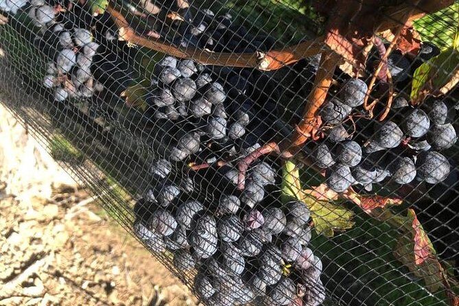 Private wine Tours- Toronto To Niagara-on-Lake - FAQs