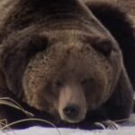 Private Wolf and Bear Watching in Yellowstone - FAQ