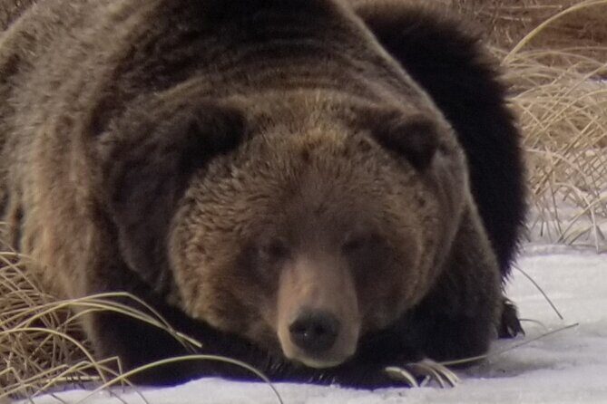 Private Wolf and Bear Watching in Yellowstone - FAQ