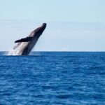 Private Yacht, Sightseeing, Snorkeling and Private beaches - A Closer Look at the Experience