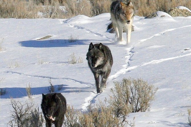 Private Yellowstone National Park Sightseeing Tour with Lunch - Why This Tour Stands Out for Yellowstone Visitors