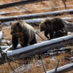 Private Yellowstone Wildlife and Photo Tours West Yellowstone - The Final Word