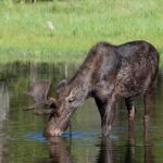 Private Yellowstone Wildlife Safari Tour From Cody, WY - The Experience from Travelers’ Perspectives