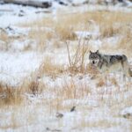 Private Yellowstone Wolf Watching & Wildlife Safari + lunch - The Price and Its Value