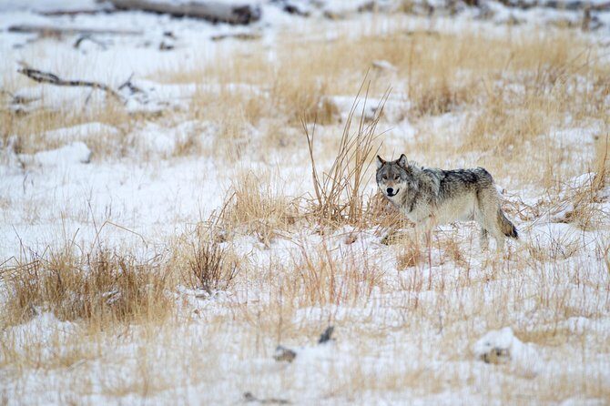 Private Yellowstone Wolf Watching & Wildlife Safari + lunch - The Price and Its Value