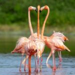 Progreso, Flamingos, Cenote, and Salt Ponds adventure from Merida - Why This Tour Stands Out