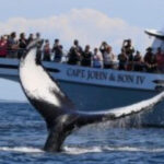 Provincetown: Whale Watching Cruise - What Makes This Tour Stand Out?