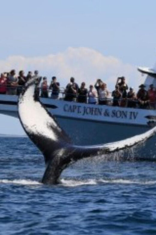 Provincetown: Whale Watching Cruise - What Makes This Tour Stand Out?