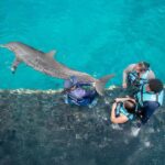 Puerto Aventuras: Dolphin and Manatee Interaction with Lunch - What You Can Expect from This Tour