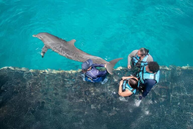 Puerto Aventuras: Dolphin and Manatee Interaction with Lunch - What You Can Expect from This Tour