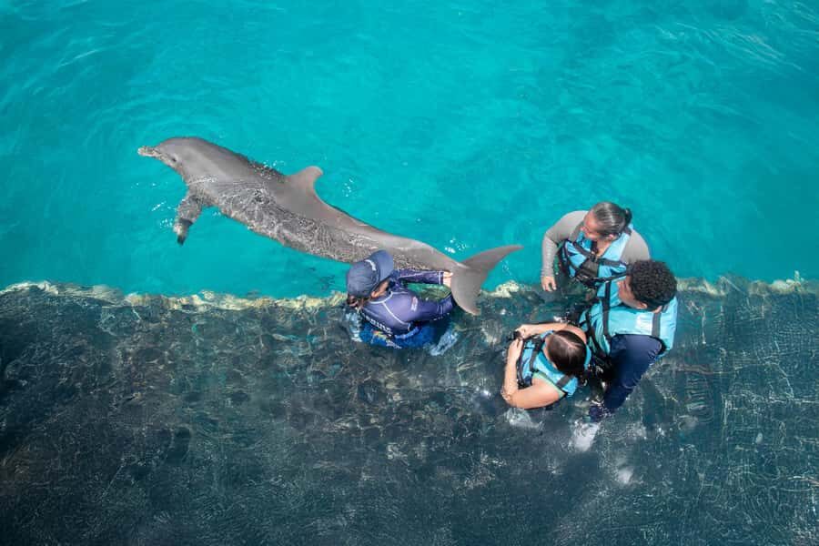 Puerto Aventuras: Dolphin and Manatee Interaction with Lunch - What You Can Expect from This Tour