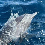 Puerto Escondido: Boat Tour to see Dolphins and Marine Life - Final Thoughts