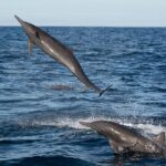 Puerto Escondido Dolphin and Whale Watching Adventure - Who Will Love This Experience?