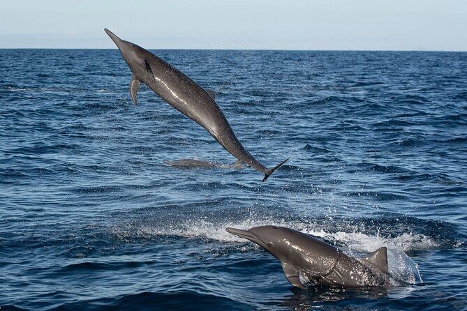 Puerto Escondido Dolphin and Whale Watching Adventure - Who Will Love This Experience?