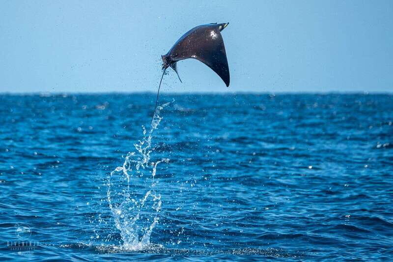 Puerto Escondido: Family Private Boat Tour - The Cost and Its Value