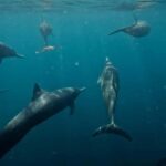Puerto Escondido: The Best Adventure for Dolphin Watching - The Experience and Its Value