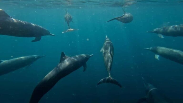 Puerto Escondido: The Best Adventure for Dolphin Watching - The Experience and Its Value