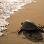 Puerto Escondido: Turtle Release Experience - The Conservation & Education Component
