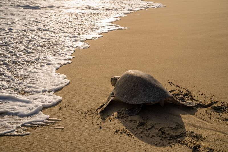 Puerto Escondido: Turtle Release Experience - The Conservation & Education Component