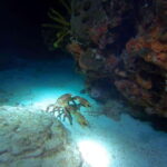 Puerto Morelos: Ojo de Agua Night Dive for Certified Divers - Who Should Consider This Tour?