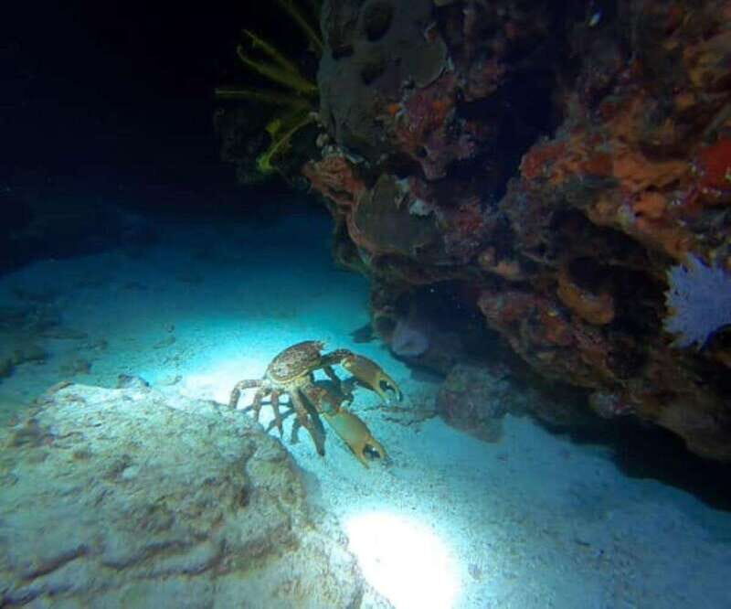 Puerto Morelos: Ojo de Agua Night Dive for Certified Divers - Who Should Consider This Tour?
