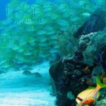 Puerto Morelos Reef Snorkeling Tour with Lunch - Who Should Consider This Tour?