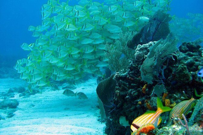 Puerto Morelos Reef Snorkeling Tour with Lunch - Who Should Consider This Tour?