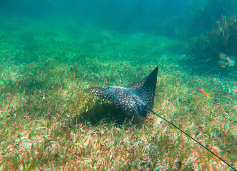 Puerto Morelos: Reef Snorkeling Trip with Beachside Lunch - The Itinerary Breakdown