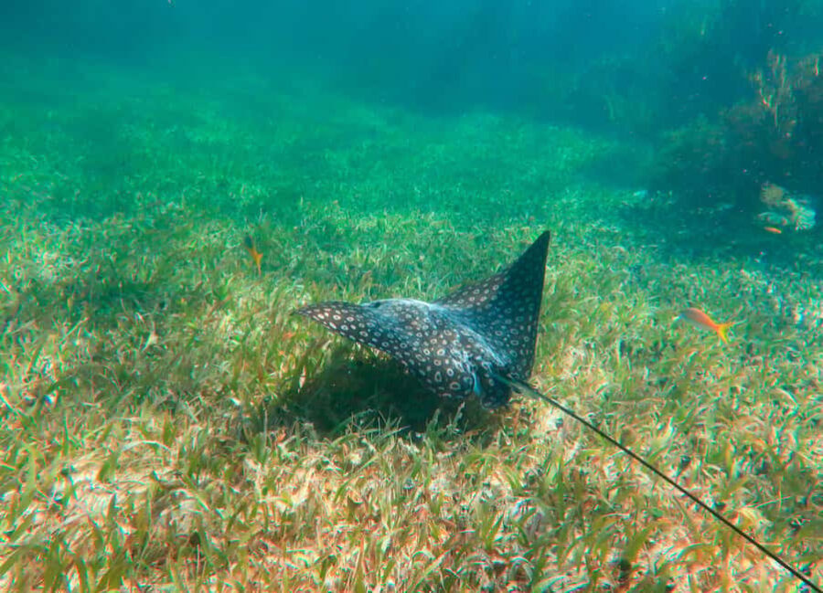 Puerto Morelos: Reef Snorkeling Trip with Beachside Lunch - The Itinerary Breakdown