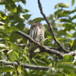 Puerto Morelos: Ruta de los Cenotes Birdwatching Tour - A Closer Look at the Itinerary