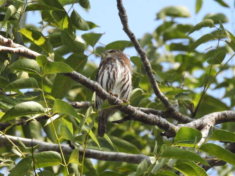 Puerto Morelos: Ruta de los Cenotes Birdwatching Tour - A Closer Look at the Itinerary