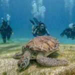 Puerto Morelos: Scuba Diving for Beginners - 2 Dives - Marine Life and Dive Sites