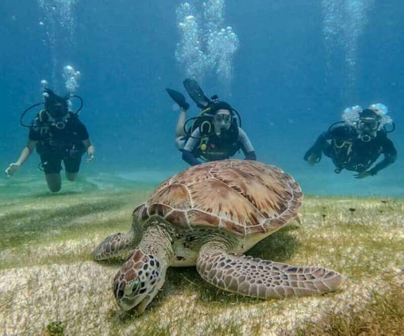 Puerto Morelos: Scuba Diving for Beginners - 2 Dives - Marine Life and Dive Sites