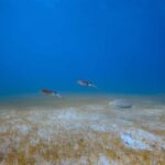 Puerto Morelos: Scuba Experience with Gear & Instructor - FAQ