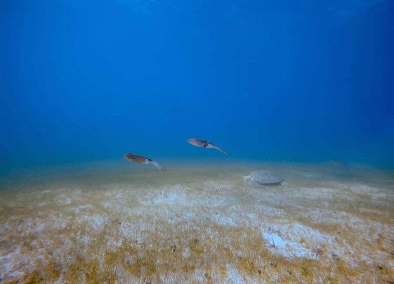 Puerto Morelos: Scuba Experience with Gear & Instructor - FAQ