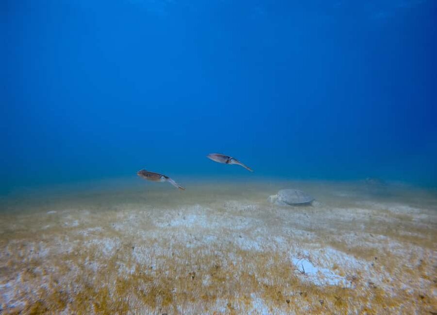 Puerto Morelos: Scuba Experience with Gear & Instructor - FAQ