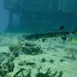 Puerto Morelos: Shipwreck and Reef Diving Tour - What to Expect: The Details