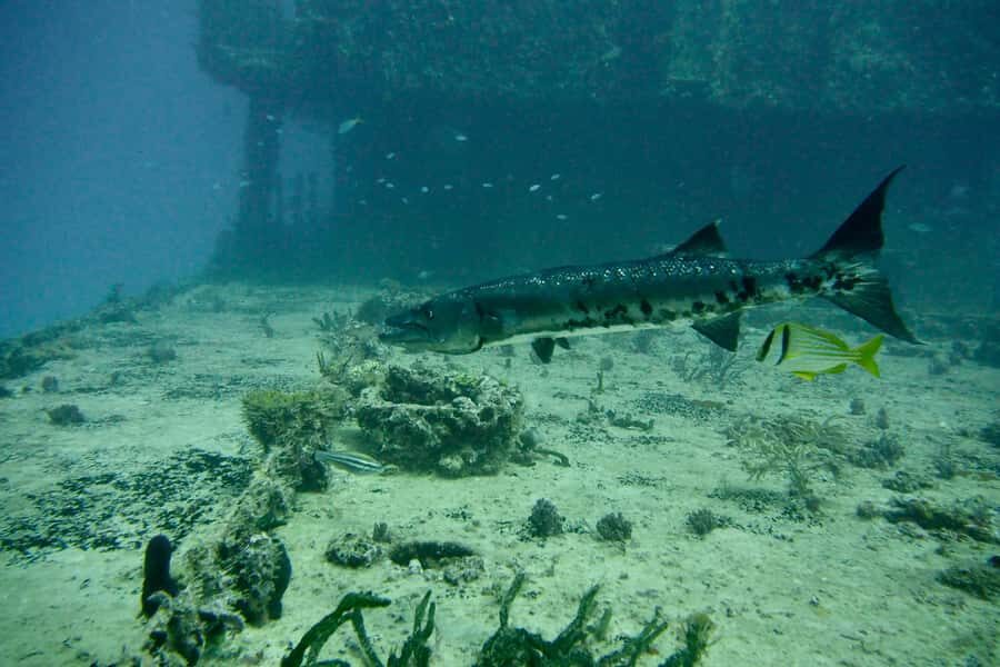 Puerto Morelos: Shipwreck and Reef Diving Tour - What to Expect: The Details