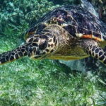 Puerto Morelos: Snorkeling Guided Activity - Considerations and Potential Drawbacks